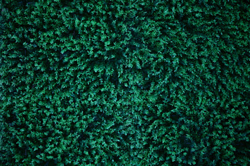 Background composed of a lot of leaves of the same color.
