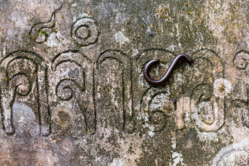 Colorful Myriapod at Ancient stone statues in Secret Buddhism Magic Garden. Thailand