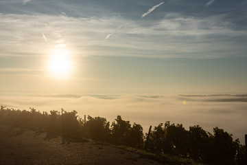 Fototapeta na wymiar Weg im nebelverhangenen Weinberg im Licht des Sonnenaufgangs