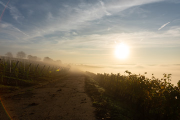 Weg im nebelverhangenen Weinberg im Licht des Sonnenaufgangs