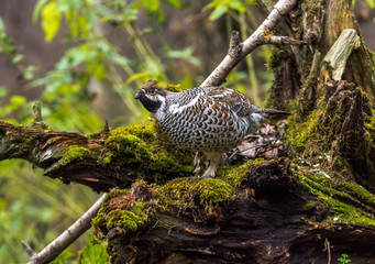  grouse