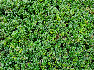 Obraz premium leave for background.green leaf background.