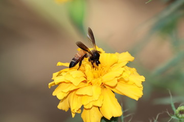 A bee on a calendula flower closeup. A bee collects nectar to make honey and pollinates a marigold flower