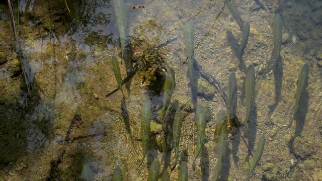 Fishes in Krka river, Summer, top view
