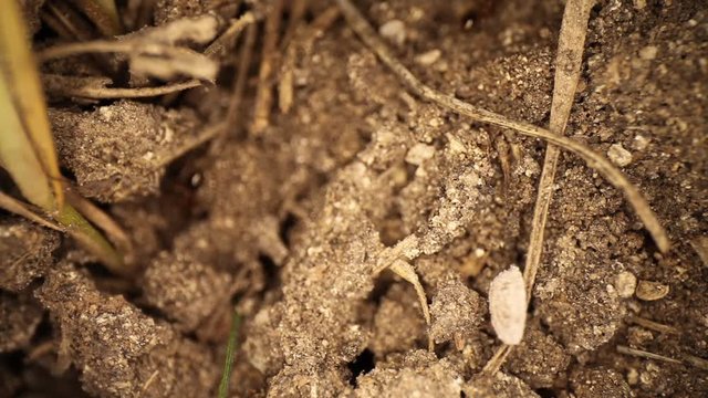 Top down view of disturbed fire ant mound - white shelled bug moving down a piece of dead grass, ants moving about, burrowing in the dirt. Then panning down to show white bug moving away quickly.