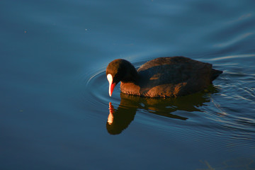 Close-up of a coot, Fulica atra, in water. Water bird on a lake during the day.