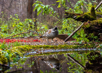  grouse