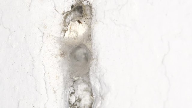 A Southern Crevice Spider (Kukulcania hibernalis) is seen at the entrance of its lair in a wall, then gets hastily inside.