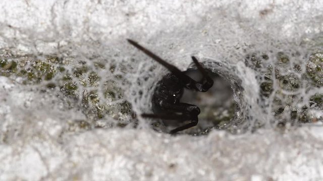 A Southern Crevice Spider (Kukulcania hibernalis) is seen at the entrance of its lair in a wall, then gets hastily inside.