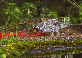  grouse