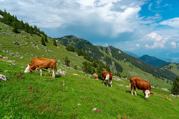 Fototapeta na wymiar Cows grazing in tyrol alm Austria on the mountains milk cheese advertisement