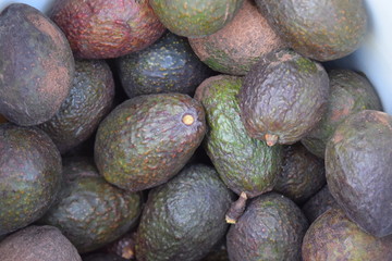 aguacates mexico