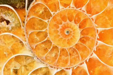 Abwaschbare Fototapete Makrofotografie Schöne helle bernsteinfarbene Ammonitenschale. Altes Fossil im Makroabschluß oben.