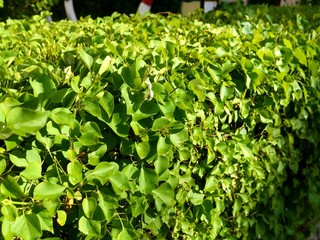 Photo of a green fencing made of lilac bush plants with bright green leaves.