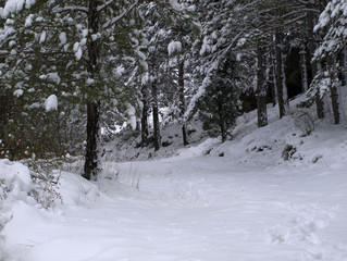 Bosque nevado
