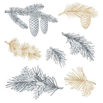 Hand drawn set with pine cones and branches. Vector illustrations