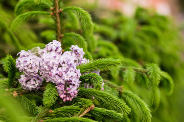 Сирень на хвойных ветках