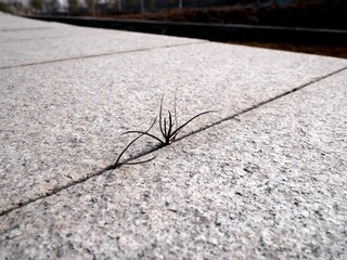 Closeup photo of a tiny plant growing in a narrow gap between two stone pavement tiles. Growth concept. Nature in urban environment concept.