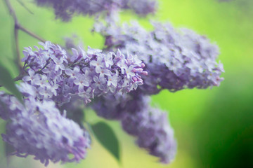 Сирень в цвету