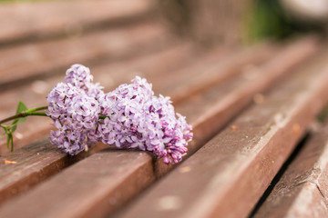 Сирень на скамье