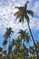 Fototapeta na wymiar Zanzibar scenery, Tanzania, Africa