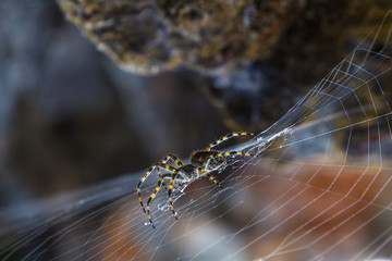 Spider sitting in the center of its cobweb in natural enviroment