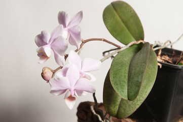Phalaenopsis orchid flowers  (butterfly orchid)
