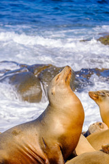 Seal Lions  on the rocks , La Jolla Cove north of San Diego, California USA,