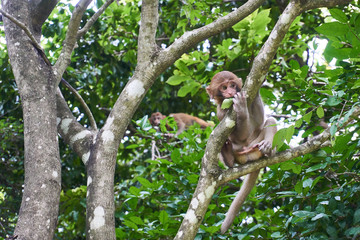 Baby macaque monkey sitting on the tree. Monkey Island, Vietnam, Nha Trang