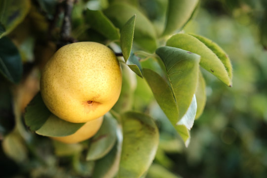 apple pear growing on tree
