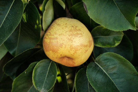 apple pear growing on tree