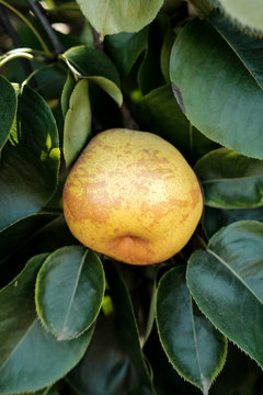 apple pear growing on tree