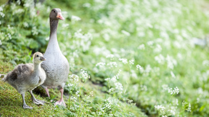 Goose and gosling. A spring rural scene with a protective mother goose and her young chick. Focus on the gosling with bokeh copy space.