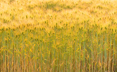  Rye of barley plants harvest and agriculture background