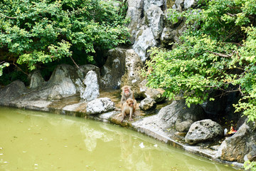 Macaque monkey sitting next to lake on monkey Island, Vietnam, Nha Trang