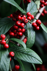 Obraz premium Mountain ash berries