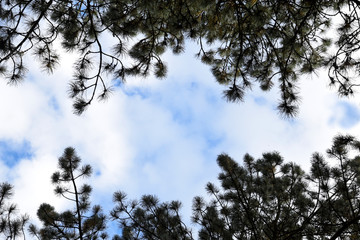 Sky and branches
