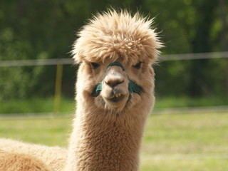 Obraz premium OLYMPUS DIGITAL CAMERA