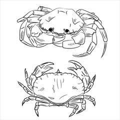 Vector hand drawn illustration of crab isolated on white background, sketch style, engraving
