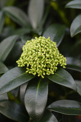 Skimmia Fragrant Cloud
