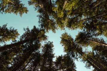 Upward view of trees in the wood in a sunny day