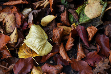 crispy leaves