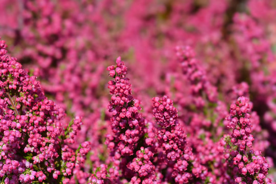 Erica Gracilis" Images – Browse 276 Stock Photos, Vectors, and Video |  Adobe Stock
