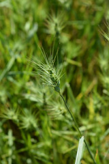 Ovate goatgrass