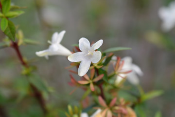 Obraz premium Glossy abelia