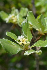 Variegated Japanese Mock Orange