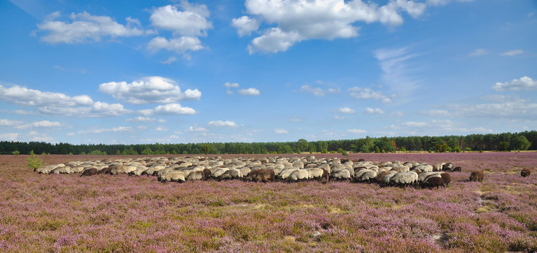Landschaft mit Heidschnuckenherde in der L&uuml;neburger Heide,Deutschland