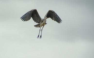 Heron