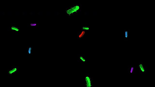 Animated Few Germs Bacteria Virus Floating around Video Clip with transparent background Alpha Channel UHD 4K Full HD resolution