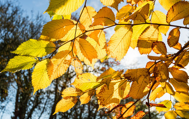 looking at yellow autumn leaves through the sunlight